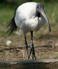 Ibis-5.jpg